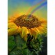 CAROL CAVALARIS COLLECTION Rainbow Sunflower